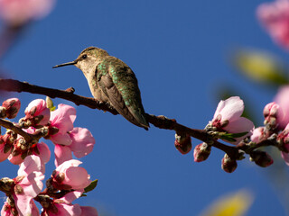 Anna's hummingbird perched on a branch of a flowering cherry tree, California, Calypte anna, green feathers, wings folded, still, spring