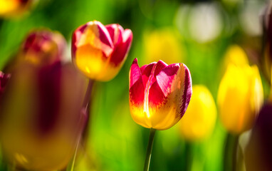 Beautiful bright colorful multicolored yellow, white, red, purple, pink blooming tulips on a large...