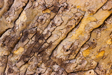 Closeup of Tree Bark, yellow and brown and grey, woodpecker holes, cracked, detailed, beautiful, macro, pattern, abstract, aesthetic