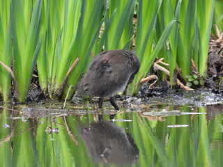 Coot in shallow water against the background of green plants