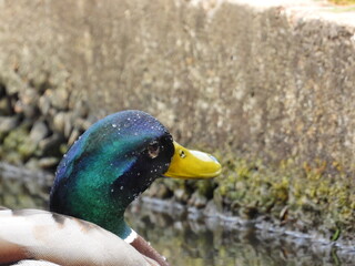 Duck head in water drops very close up