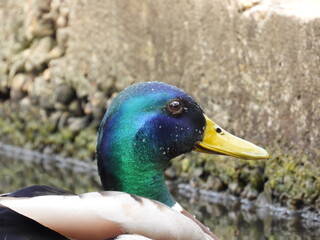 Duck head in water drops very close up