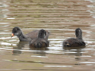 A group of coots on the water