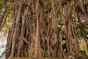 close up old bot or banyan tree big roots