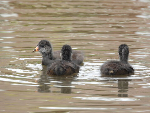 A group of coots on the water