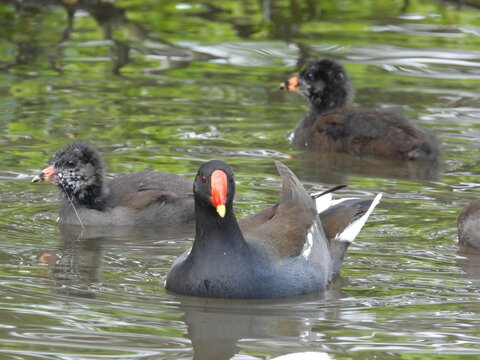 A group of coots on the water