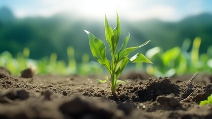 cultivated corn field, earth day concept, plant in the ground, green world.