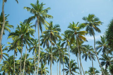 Silhouettes of some palm trees against blue sky in hot country