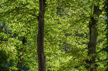 Autumn beautiful natural colors background