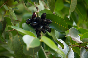 Organic jambolan fruits on tree