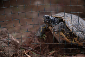 A turtle is peeking out from behind a fence. The turtle is brown and has a black head