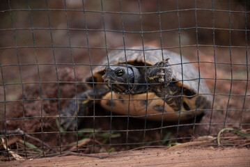 A turtle is peeking out from behind a fence. The turtle is brown and has a black head
