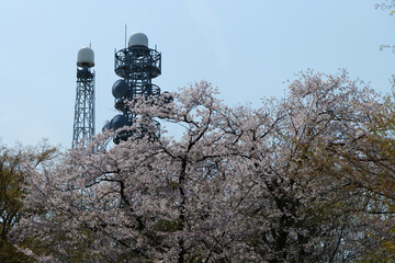 青空に浮かぶ満開の桜と電波塔