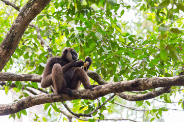 Gibbon on a tree in Tanjung Puting Nationalpark on the island Borneo in Indonesia