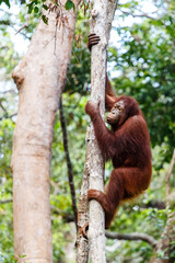 Orang Utan on a tree in Tanjung Puting Nationalpark on the island Borneo in Indonesia