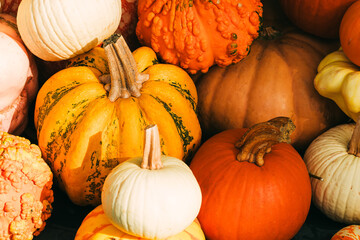 Colorful decorative pumpkins of different sizes and shapes, fall background