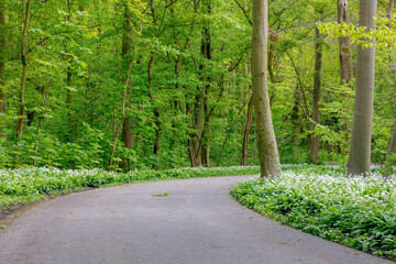 White flowers of Allium ursinum in spring, Ramsons (Daslook) in the forest, Edible wild leek or wood garlic vegetable, Flowering plant in the amaryllis family Amaryllidaceae, Natural foral background.