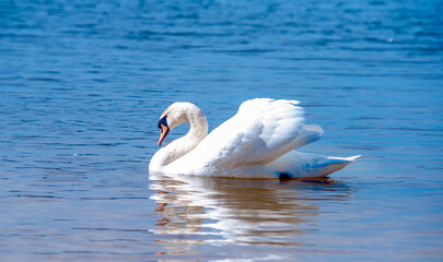 Swan swim in the lake
