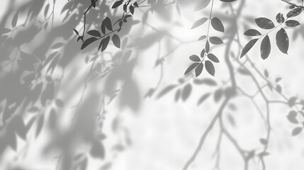 shadow overlay effect isolated on transparent. Transparent shadows and light from leaves and branches. Mockup of leaf shadow and lightning.