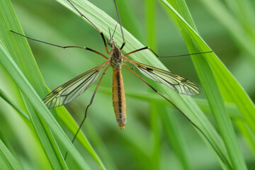Naklejka premium Closeup on a European springtime cranefly species, Tipula vernalis