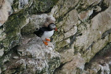 An Atlantic Puffin (Fratercula arctica) on Bempton Cliffs, East Riding of Yorkshire, UK