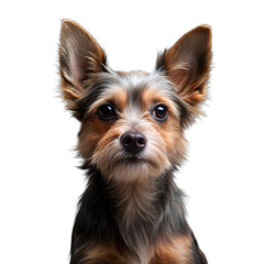 Adorable Yorkshire terrier portrait with alert expression