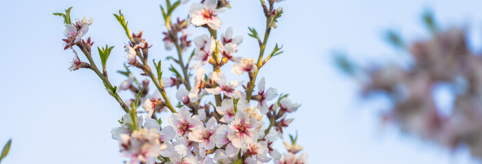 The blossoming white apricot tree, a beautiful picture of nature