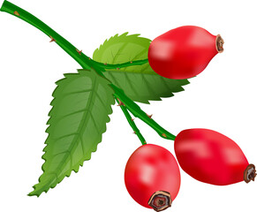 winter floral elements. Winter branches. Hand drawn floral elements. botanical illustrations, png. red berry