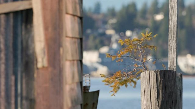 Pulling focus a Douglas fir tree (Pseudotsuga menziesii) clinging to life on a rotted creosote filled piling to a modern day US Navy ship