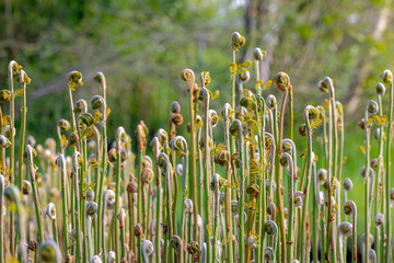 Selective focus young curl, roll or fold of Royal fern growing on swamp or pond in its habitat,...