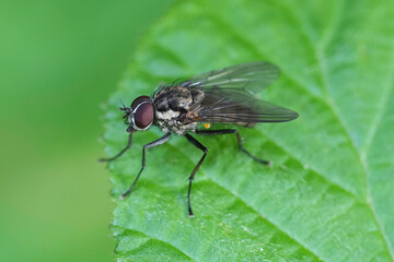 Closeup on a European Hylemya vagans, IN fly, sitting on a green leaf in the garden