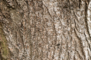  Close-up of brown tree bark texture 
