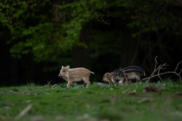 Wild sow in the spring forest. Wild boar with small piglets. 