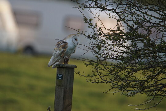 Barn Owl (Tyto alba) at Flamborough Head in the East Riding of Yorkshire