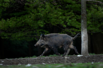 Wild sow in the spring forest. Wild boar with small piglets. 