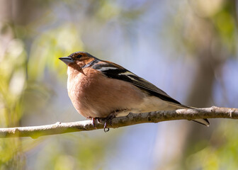 Chaffinch (Fringilla coelebs) - Widespread across Europe, Asia, and North Africa - 792108208