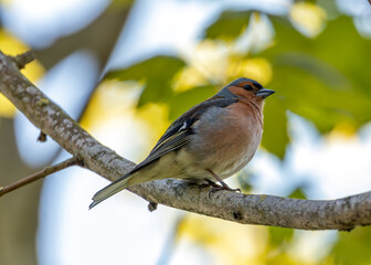 Chaffinch (Fringilla coelebs) - Widespread across Europe, Asia, and North Africa - 792108209