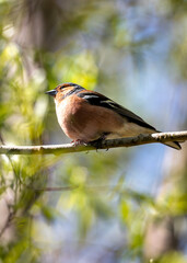 Chaffinch (Fringilla coelebs) - Widespread across Europe, Asia, and North Africa - 792108221