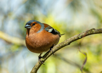 Chaffinch (Fringilla coelebs) - Widespread across Europe, Asia, and North Africa - 792108224