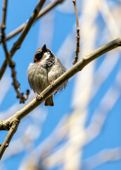 House Sparrow (Passer domesticus) - Found worldwide - 792108231