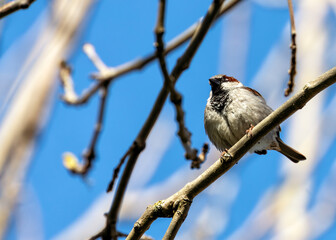 House Sparrow (Passer domesticus) - Found worldwide - 792108240