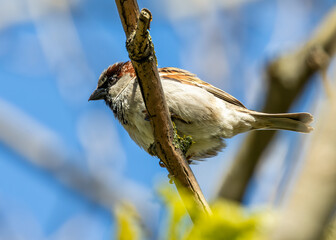 House Sparrow (Passer domesticus) - Found worldwide - 792108243