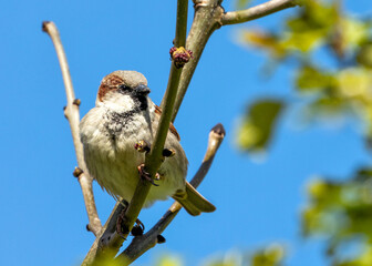 House Sparrow (Passer domesticus) - Found worldwide - 792108254