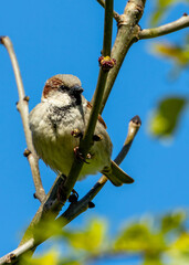 House Sparrow (Passer domesticus) - Found worldwide - 792108256
