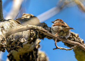 House Sparrow (Passer domesticus) - Found worldwide - 792108257