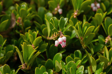 Bearberry flowers,  Arctostaphylos uva-ursi. Plant with medicinal properties 