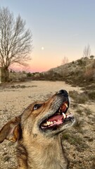 A dog is standing in the desert with its mouth open, looking up at the sky