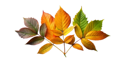 Colorful autumn leaves arranged artistically on transparent background
