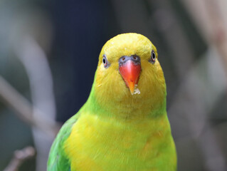 Lorikeet starting at camera