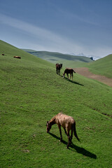 Horses grazing on green hills.